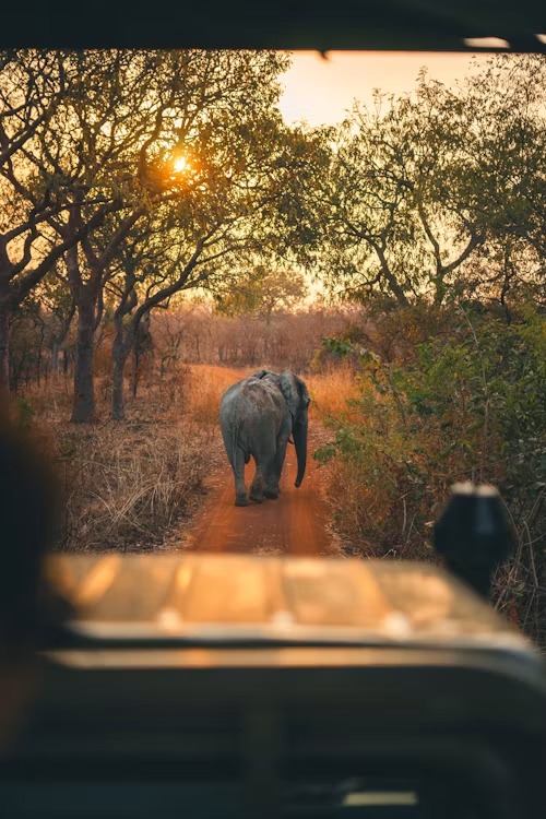 Sundarbans Wildlife Safari - Sundarbans, West Bengal holiday package